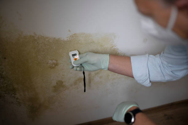 Best Best Mold Removal Companies  in Hanapepe, HI