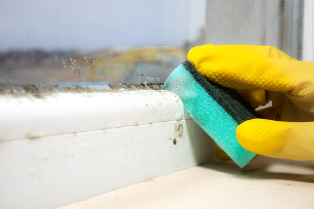 Best Residential Mold Removal  in Hanapepe, HI