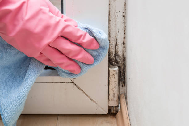 Crawl Space Mold Removal in Hanapepe, HI