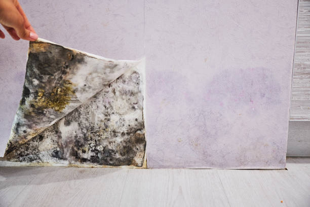 Best Affordable Mold Removal  in Hanapepe, HI